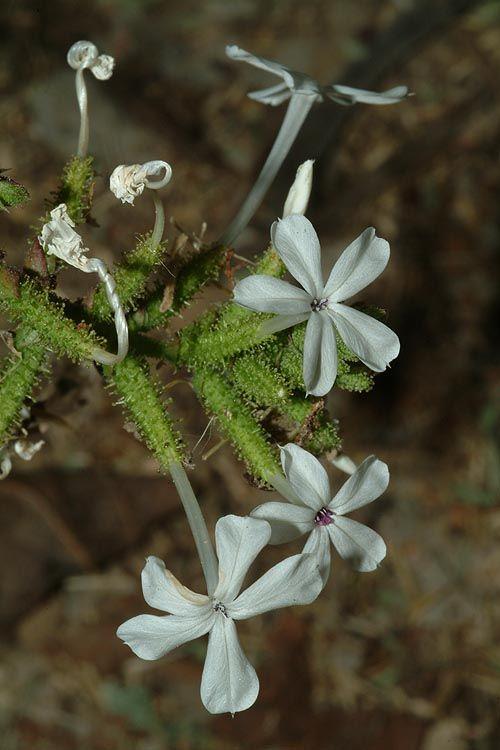 Plumbago zeylanica - Ceylon Leadwort, Doctorbush, White Leadwort , עופרית ציילון, עופרית ציילון
