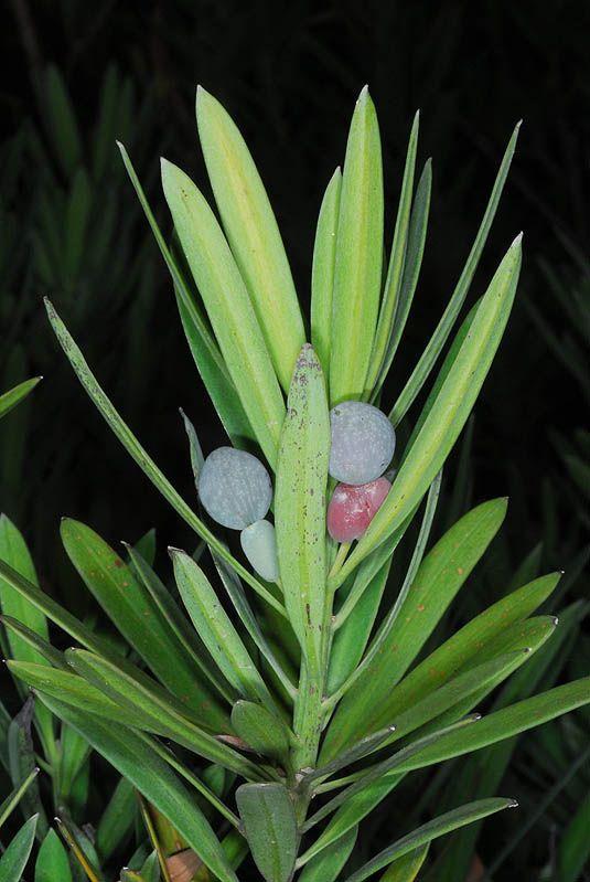 Podocarpus elongatus - Cape Yellow Wood, Breede River Yellowwood, פודוקרפוס מוארך, פודוקרפוס מוארך