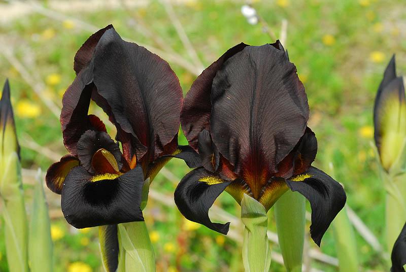 Iris atropurpurea - Dark-purple Iris, Coastal Iris, איריס הארגמן, איריס הארגמן