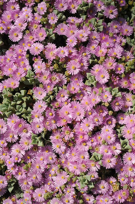 Oscularia deltoides - Pink Iceplant, אוסקולריה דלתונית, אוסקולריה דלתונית