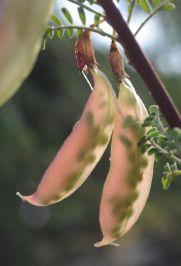 Lessertia frutescens - Balloon Pea, Duck Plant, Cancer Bush, סותרלנדיה שיחנית, סותרלנדיה שיחנית, לסרטיה שיחנית