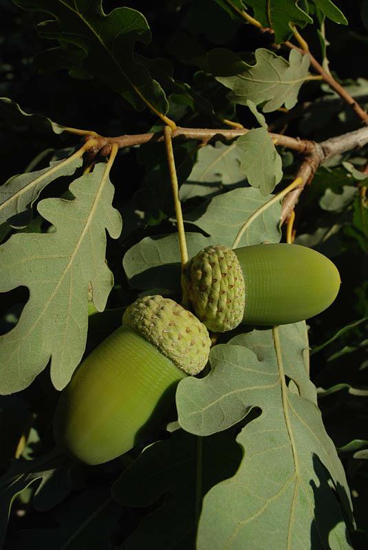 Quercus pedunculiflora - Penduculate Oak, אלון ארוך-עוקצים, אלון ארוך-עוקצים, אלון אֶרֶך-עוקצים