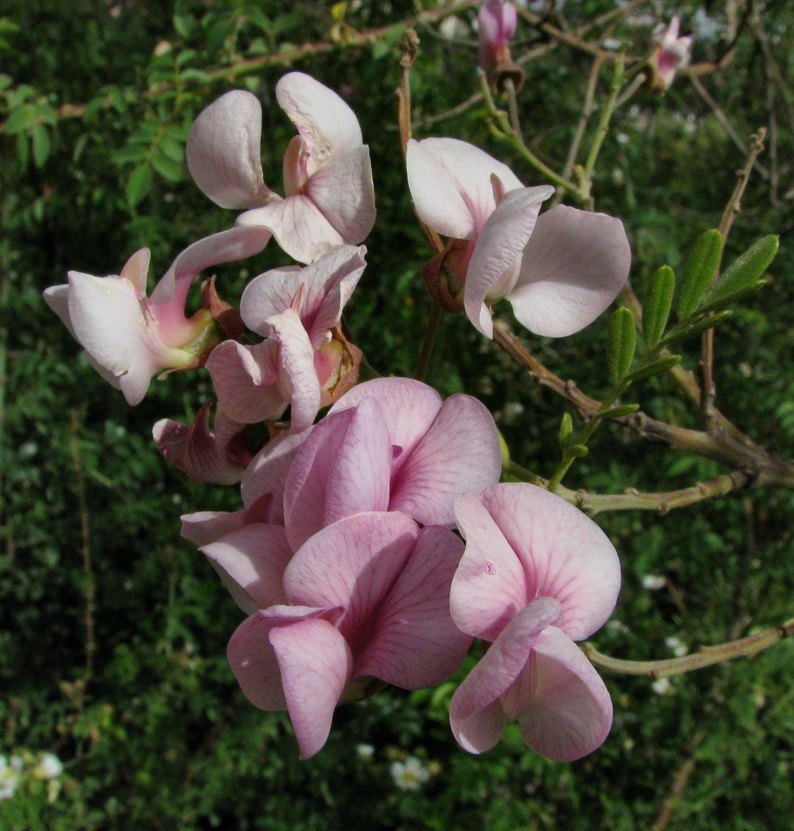 Virgilia oroboides - Cape Lilac, Tree-in-a-hurry, וירגיליה פרפרנית