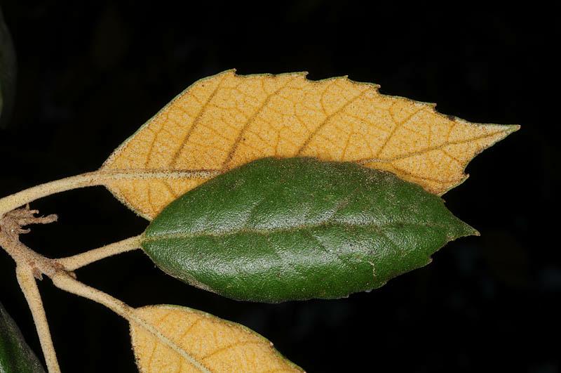 Quercus alnifolia - Golden Oak, אלון זהוב, אלון זהוב