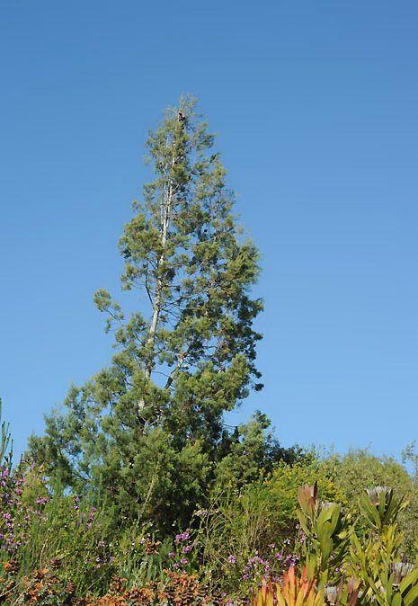 Widdringtonia nodiflora - Berg Cypress, Mountain Cypress, ווידרינגטוניה ברושית, ווידרינגטוניה ברושית, ווידרינגטוניית ברושית