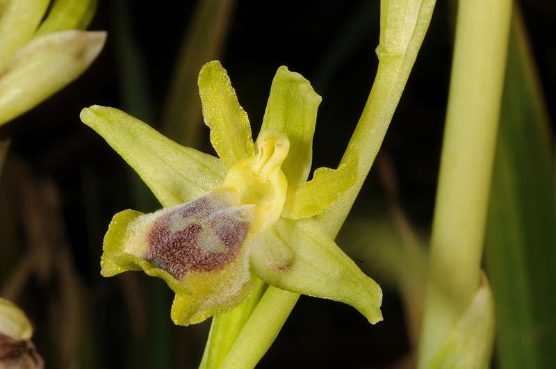 Ophrys lutea - Yellow Bee Orchid, Yellow Ophrys, דבורנית צהובה, דבורנית צהובה