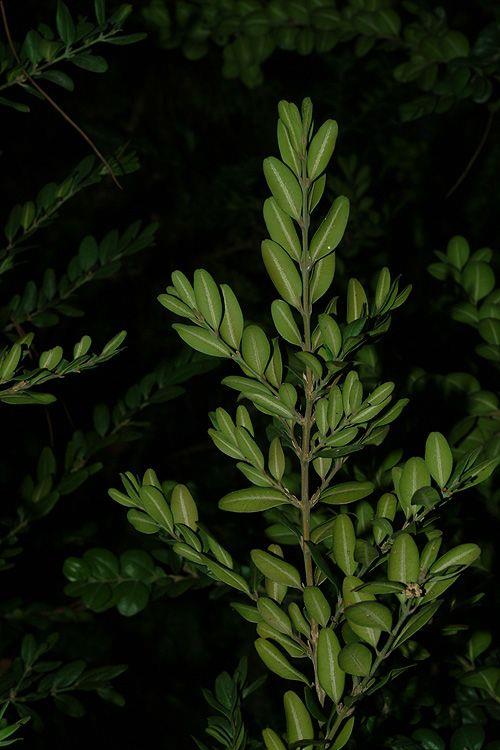Buxus sempervirens - Common Boxwood, American Boxwood, European Boxwood, אשכרוע ירוק-עד, אשכרוע ירוק-עד