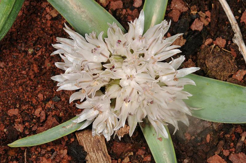 Allium libani - Lebanon Garlic, שום הלבנון, שום הלבנון