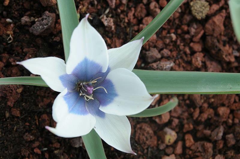 Tulipa humilis 'Alba Caerulea Oculata' - צבעוני נמוך 'לבן כחול-עין', צבעוני נמוך 'לבן כחול-עין'