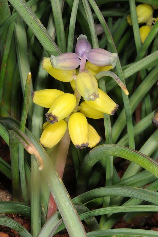 Muscari macrocarpum 'Golden Fragrance' - Golden Fragrance' Yellow Grape Hyacinths, כדן גדול-פירות 'גולדן פרגרנס', כדן גדול-פירות 'גולדן פרגרנס'