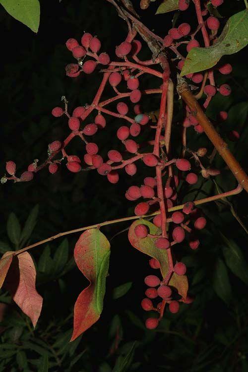Pistacia terebinthus - Terebinth Tree, Turpentine Tree, אלת הטרבינת, אלה הטרבינת, אלת הטרבינת