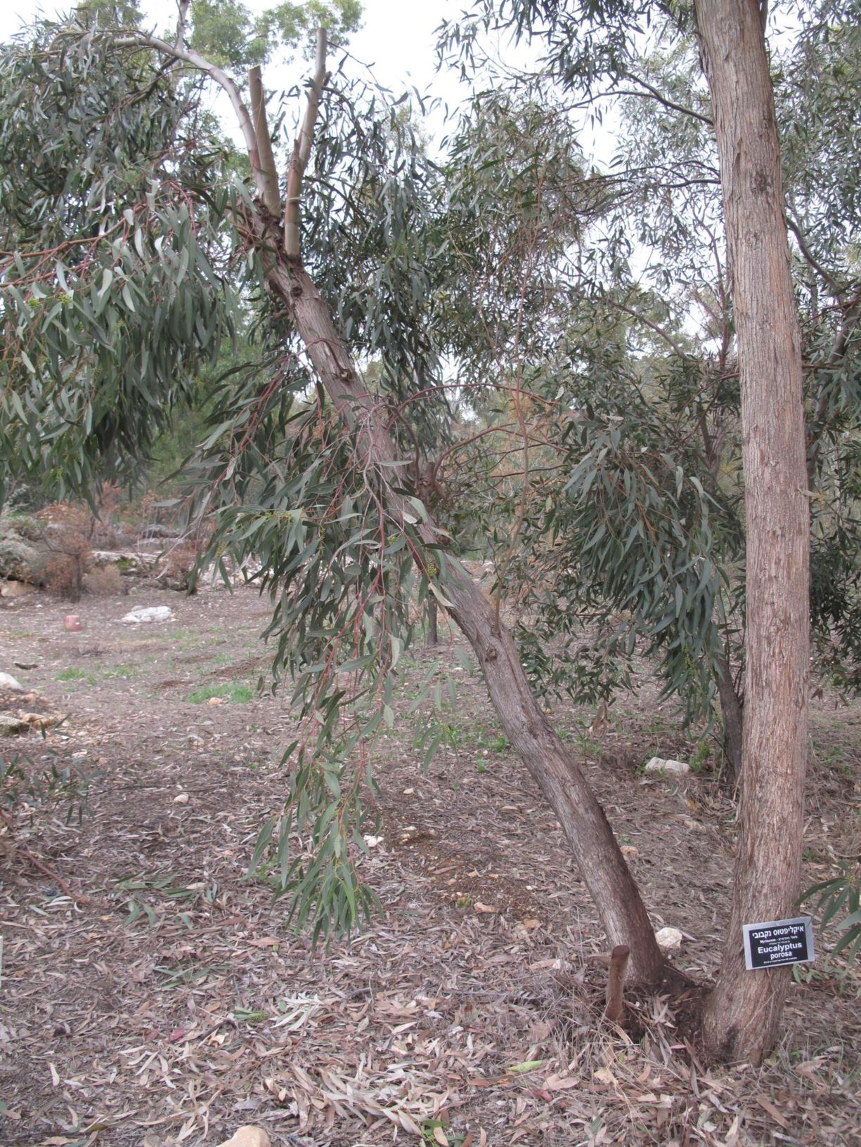 Eucalyptus porosa - Mallee Box, Quorn Mallee, איקליפטוס נקבובי, איקליפטוס נקבובי