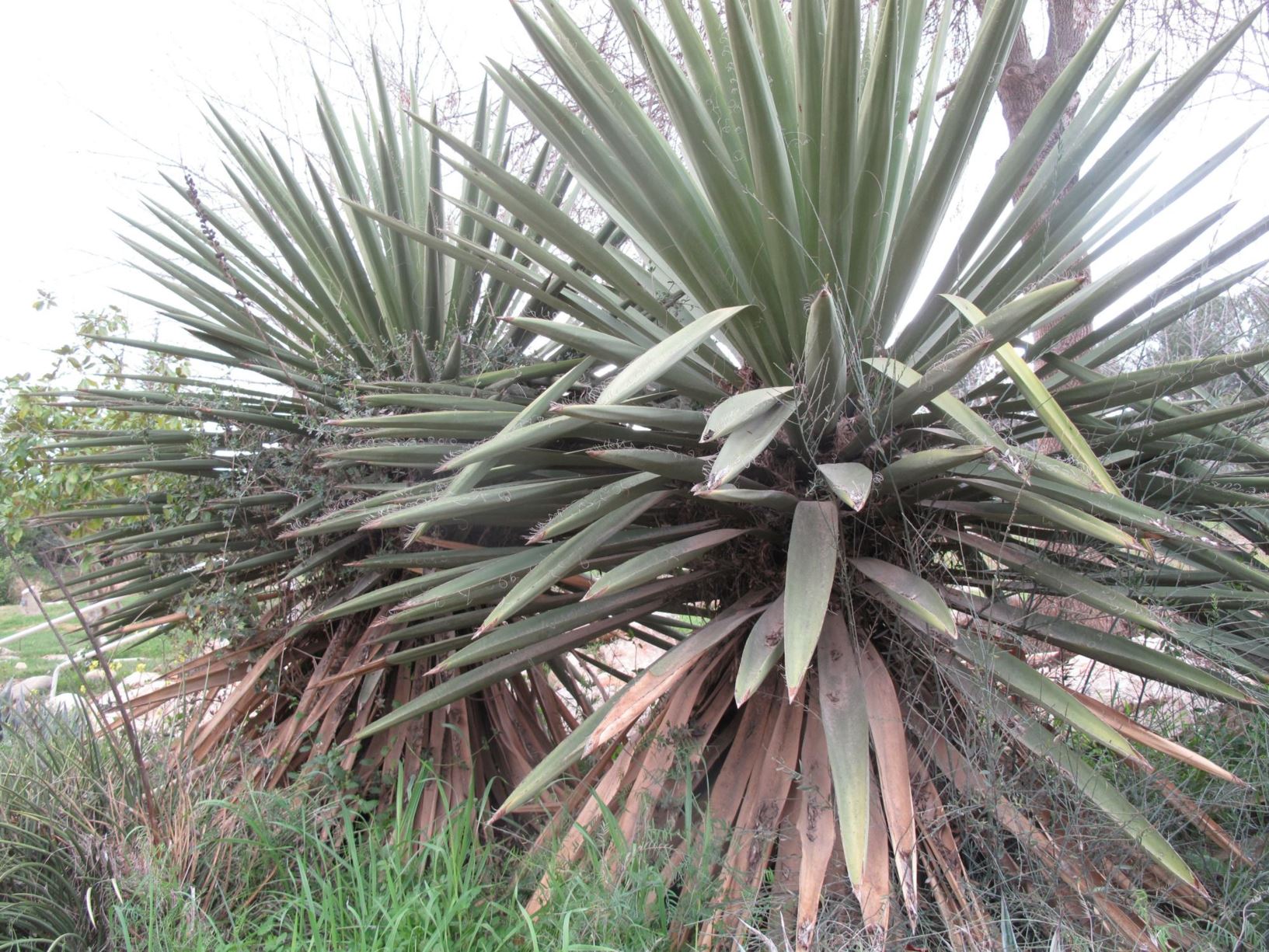 Yucca carnerosana - Spanish Dagger , יוקה בשרית, יוקה בשרית