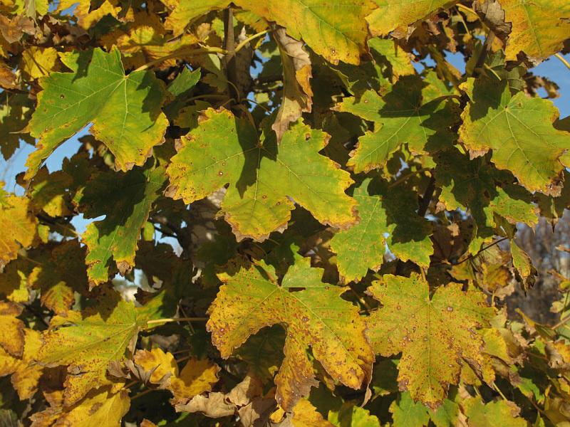 Acer pseudoplatanus - Sycamore Maple, אדר דולבני, אדר דולבני