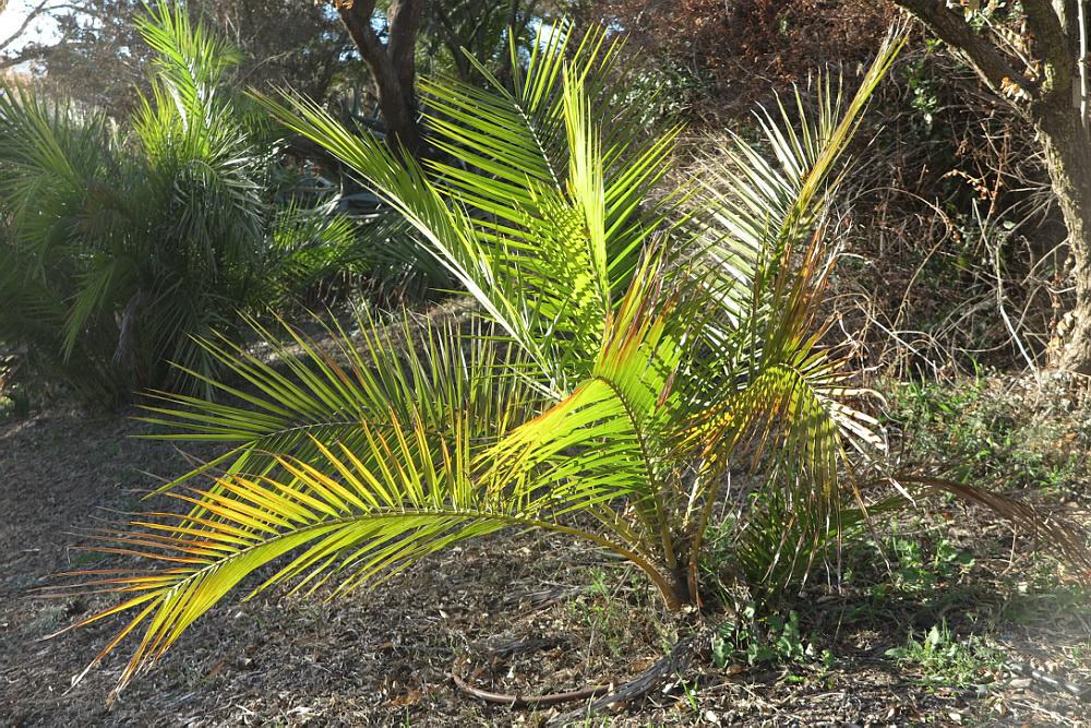 Phoenix reclinata - Senegal Date Palm, תמר נטוי, תמר נטוי