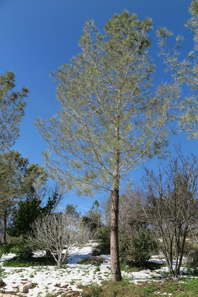 Pinus torreyana - Torrey Pine, אורן טורי, אורן טורי