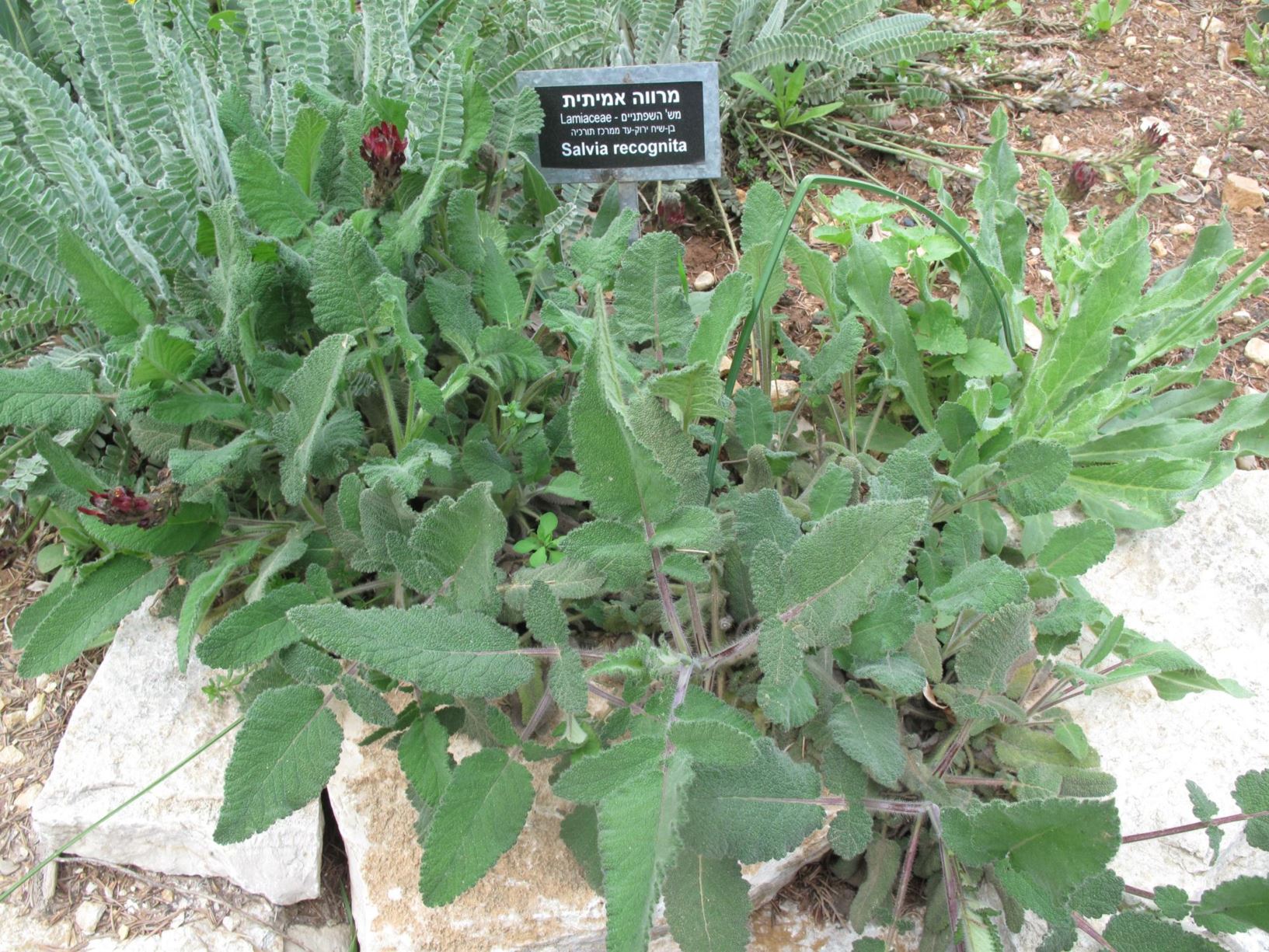 Salvia recognita - מרווה אמיתית, מרווה אמיתית