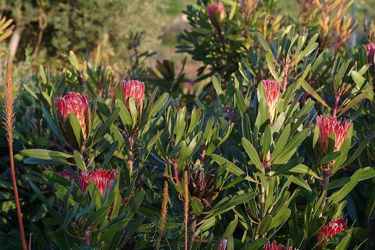 Protea susannae - Stink-leaf Sugarbush, פרוטאת סוזן, פרוטאת סוזן, פרוטאה