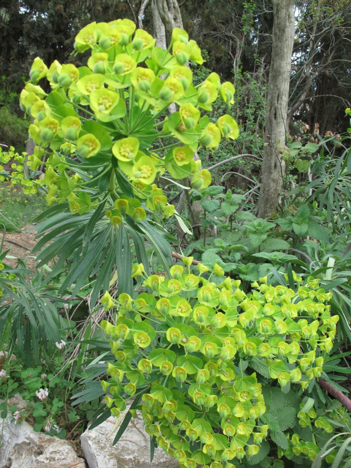 Euphorbia characias - Mediterranean Spurge, חלבלוב צפוף-עלים, חלבלוב צפוף-עלים