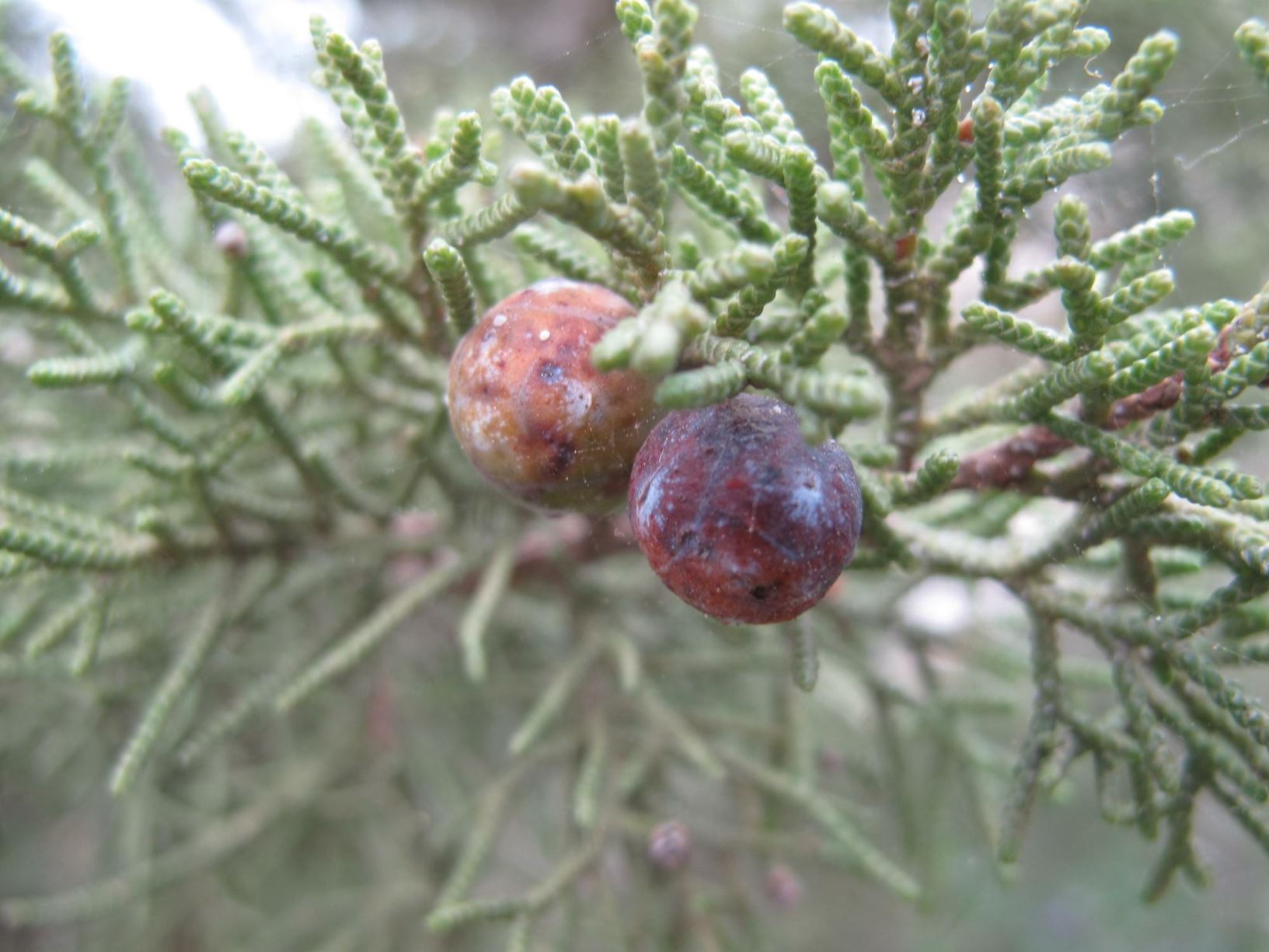 Juniperus phoenicea - Phoenician Juniper, Arar, ערער אדום, ערער אדום