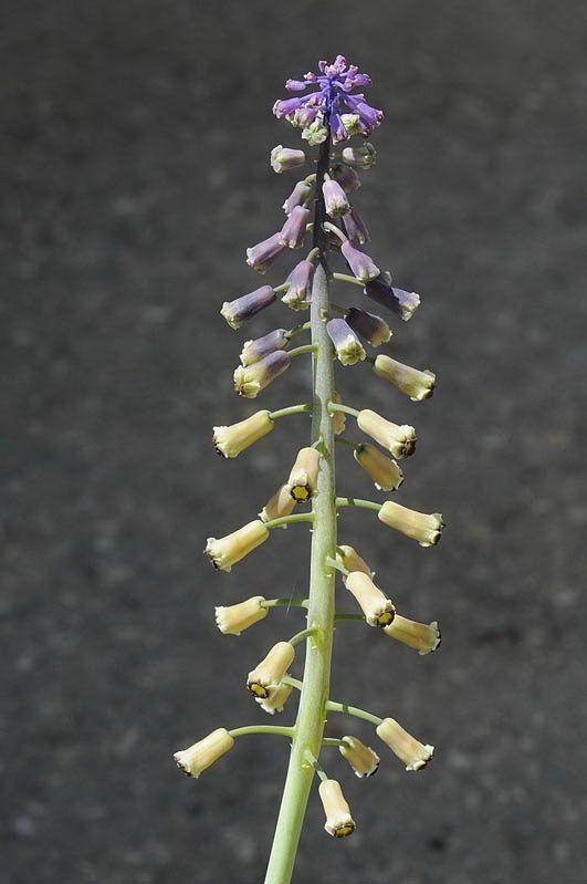 Leopoldia longipes subsp. negevensis - מצילות ארוכות-עוקץ תת-מין הנגב, מצילות ארוכות-עוקץ תת-מין הנגב