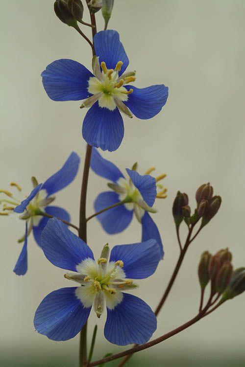 Heliophila coronopifolia - Wild Flax, Sporries, Showy Sunflax, Blue Flax, הליופילת רגל-העורב, הליופילה קורונופיפוליה, הליופילה רגל-עורב, הליופילת רגל-עורב
