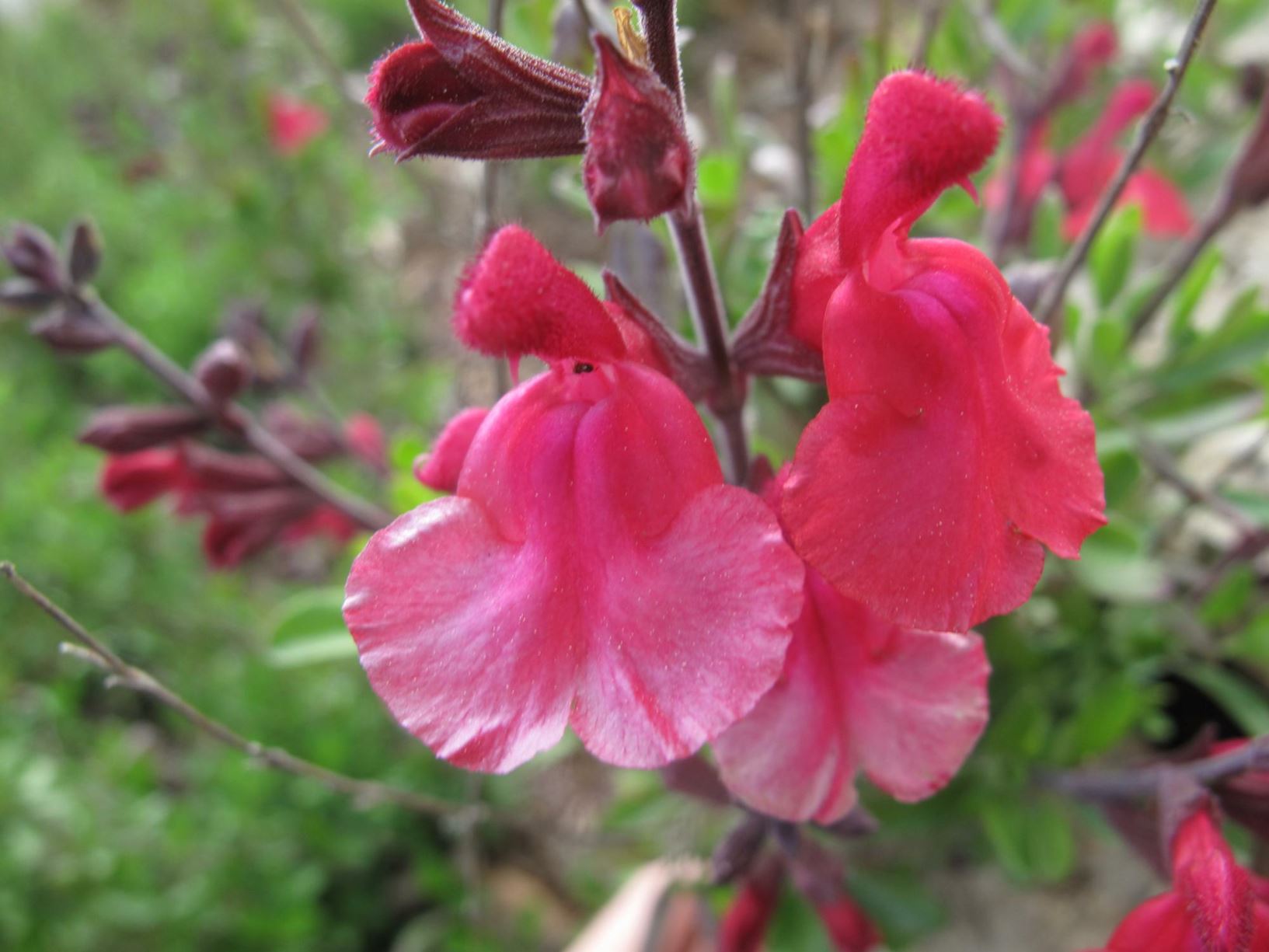 Salvia greggii - Autumn Sage, Fall Sage, Cherry Sage, Texas Sage, Gregg Salvia, מרוות גרג, מרוות גרג