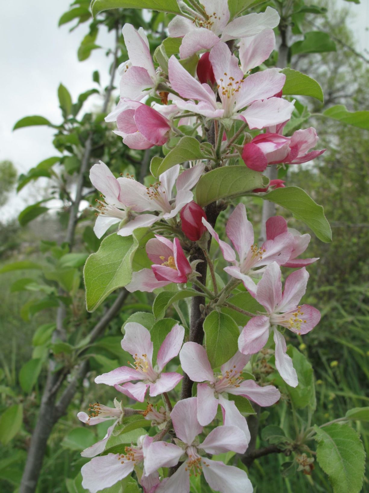 Malus × domestica 'Anna' - Apple 'Anna', תפוח נמוך 'ענה', תפוח תרבותי 'ענה'