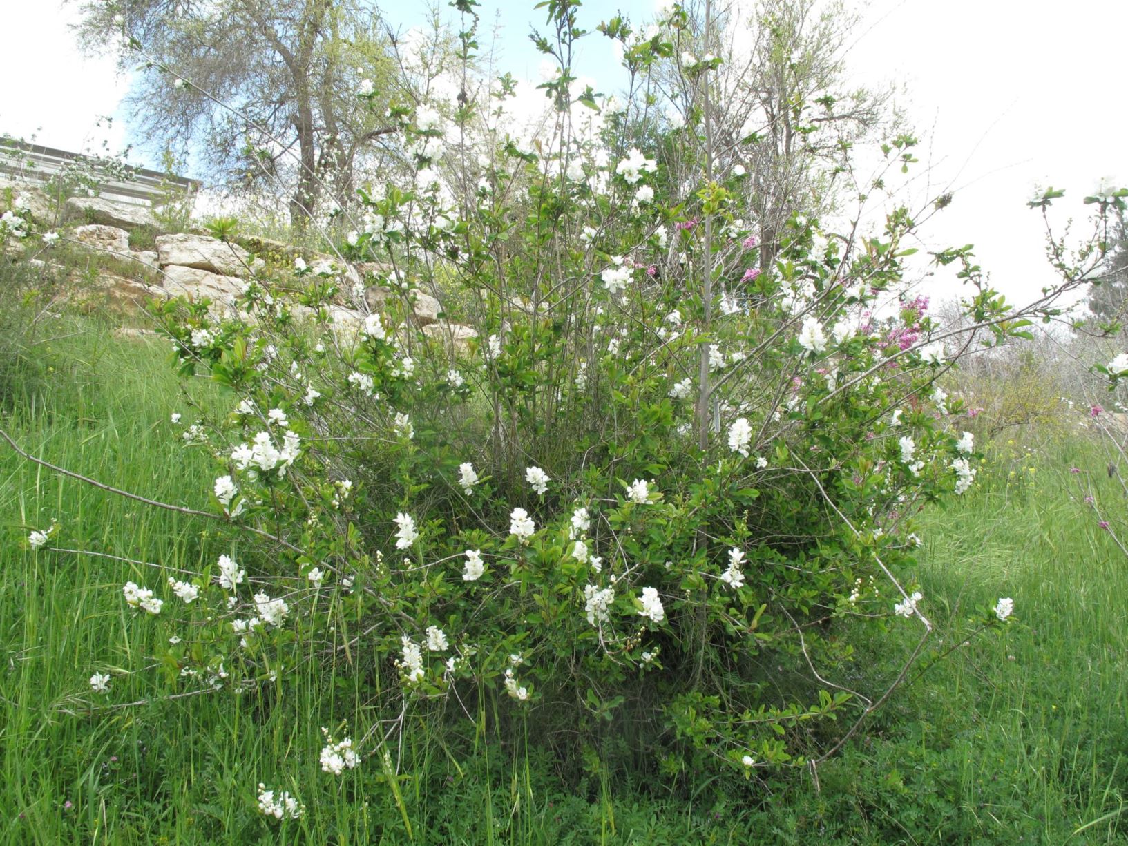 Exochorda racemosa - Common Pearlbush, Turkish Pearlbrush, פנינית אשכולית, פנינית אלברט, פנינית גדולת-פרחים, פנינית מסורית, פנינית קורולקוב