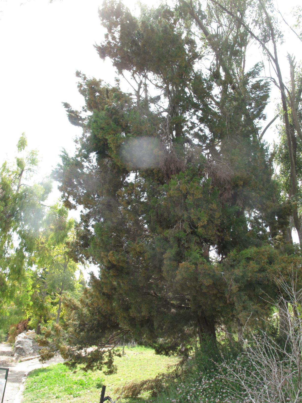 Callitris verrucosa - Mallee Cypress Pine.  Scrub Cypress Pine, קליטריס מיובל, קליטריס מיובל