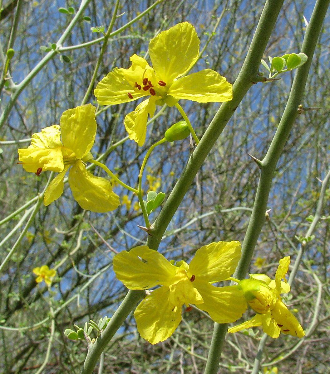 Parkinsonia florida - Palo Verde, צריצידיון פרחוני, צריצידיון פרחוני