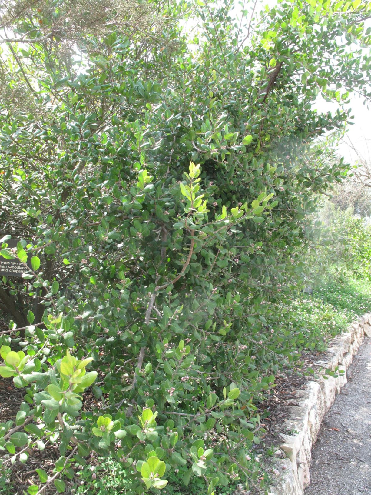 Rhus integrifolia - Lemonade Berry, Lemonadeberry, Lemonade Sumac, אוג תמים, אוג תמים
