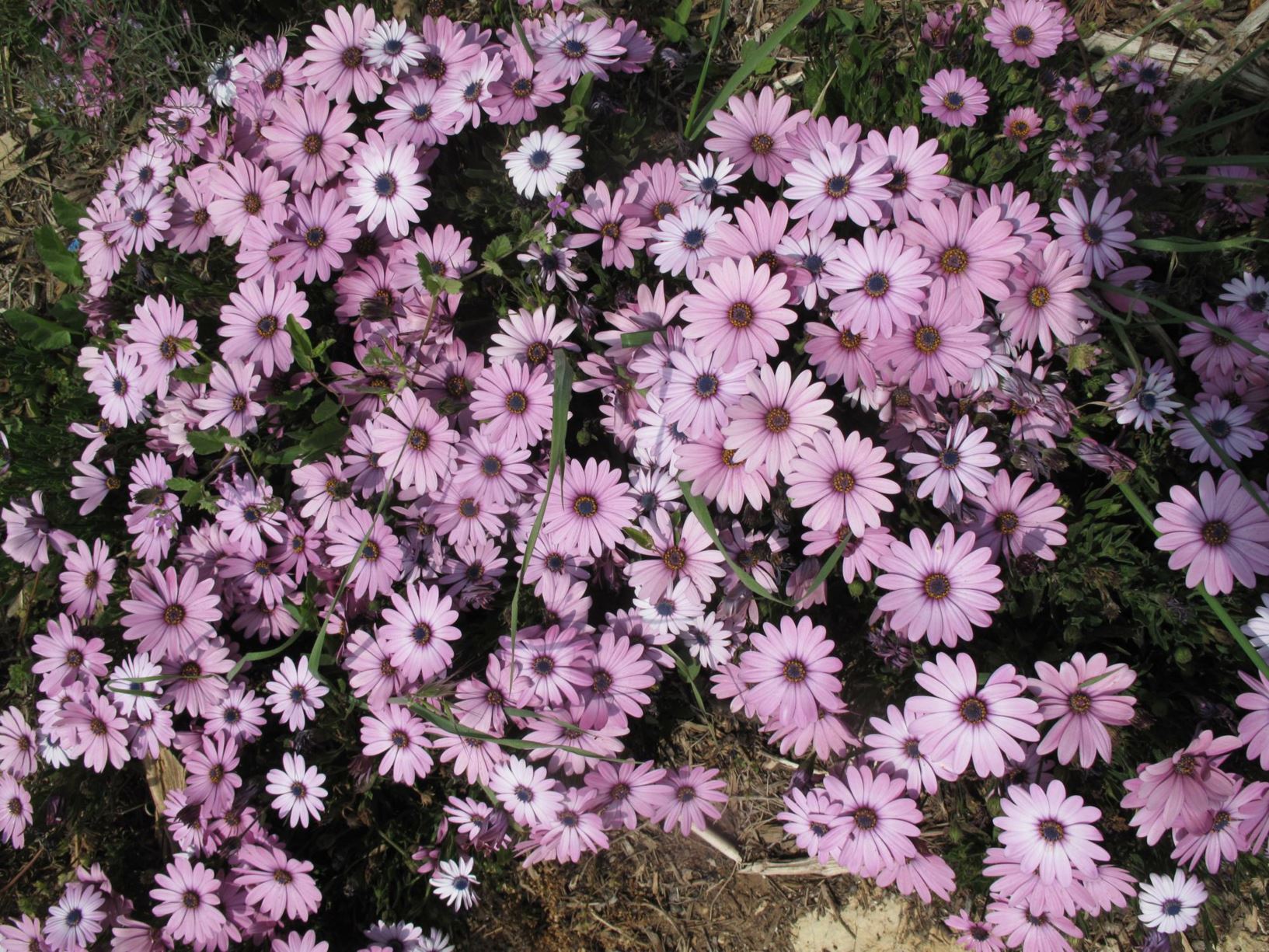 Osteospermum ecklonis - Blue-and-white Daisybush, Sailor Boy Daisy, גרמית אקלון, גרמית אקלון