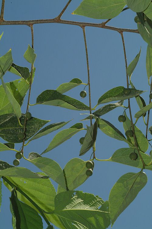 Celtis tournefortii - Oriental Hackberry, מיש טורנפור, מייש טורנפורט
