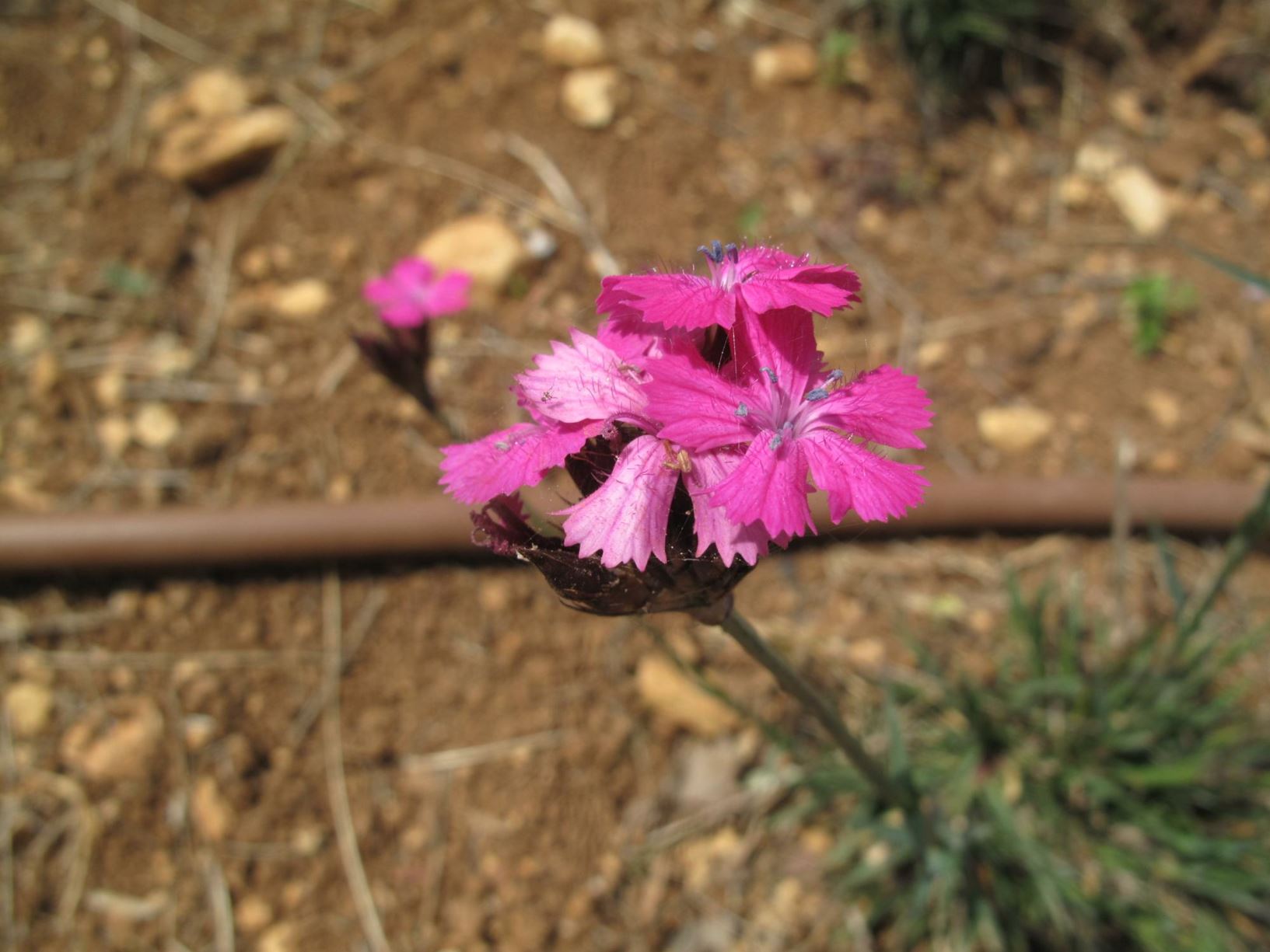 Dianthus carthusianorum - Carthusian Pink, ציפורן קרתוזי, ציפורן קרתוזי