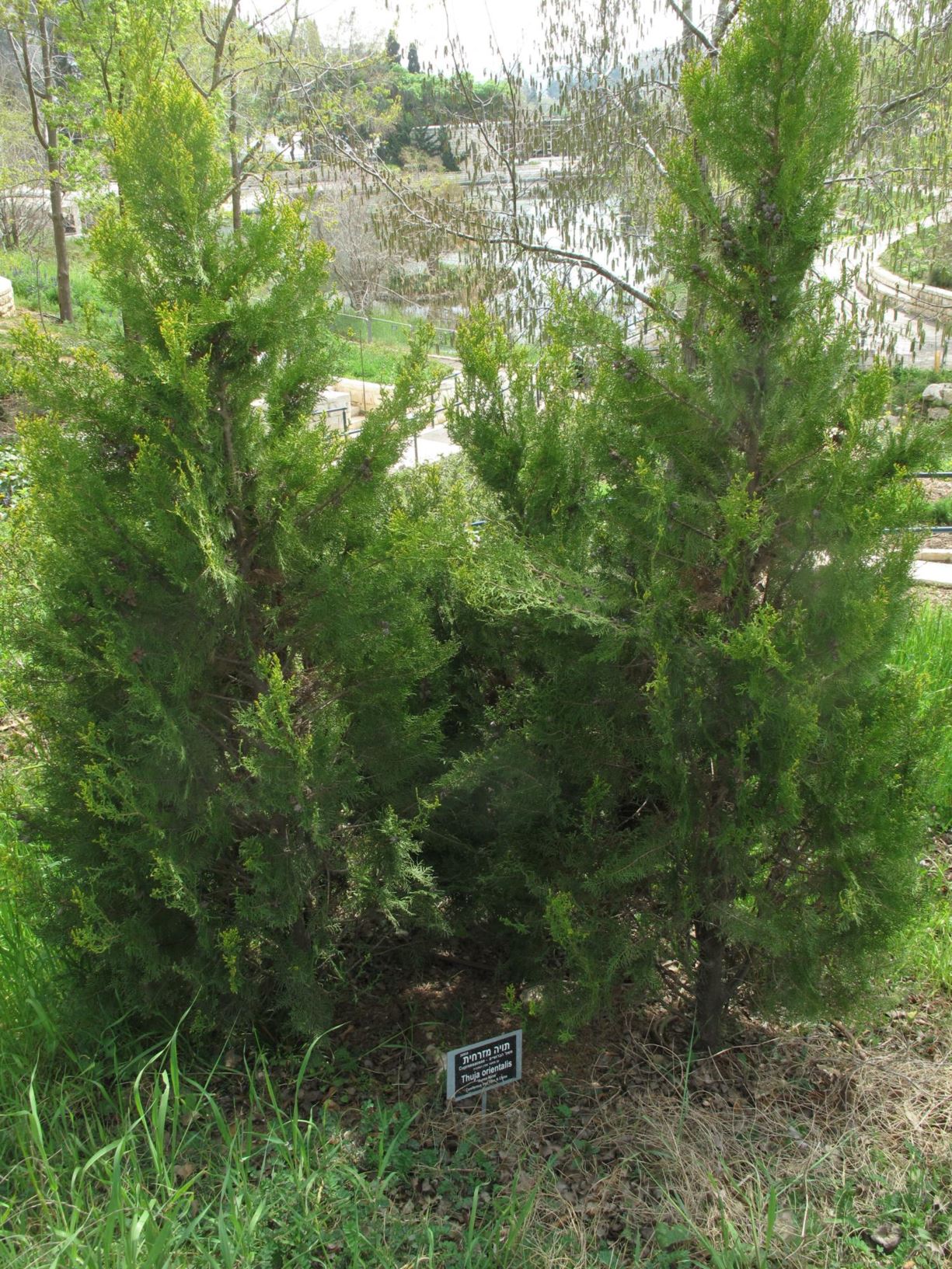 Platycladus orientalis - Oriental Arborvitae, Chinese Arborvitae, תויה מזרחית, פלטיקלדוס מזרחי, ברוש מגוהץ