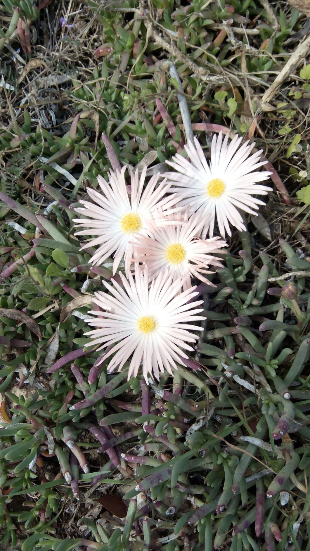 Jordaaniella anemoniflora - anemone vygie, ג'ורדניאלה דמוית-כלנית, ג'ורדניאלה דמוית-כלנית