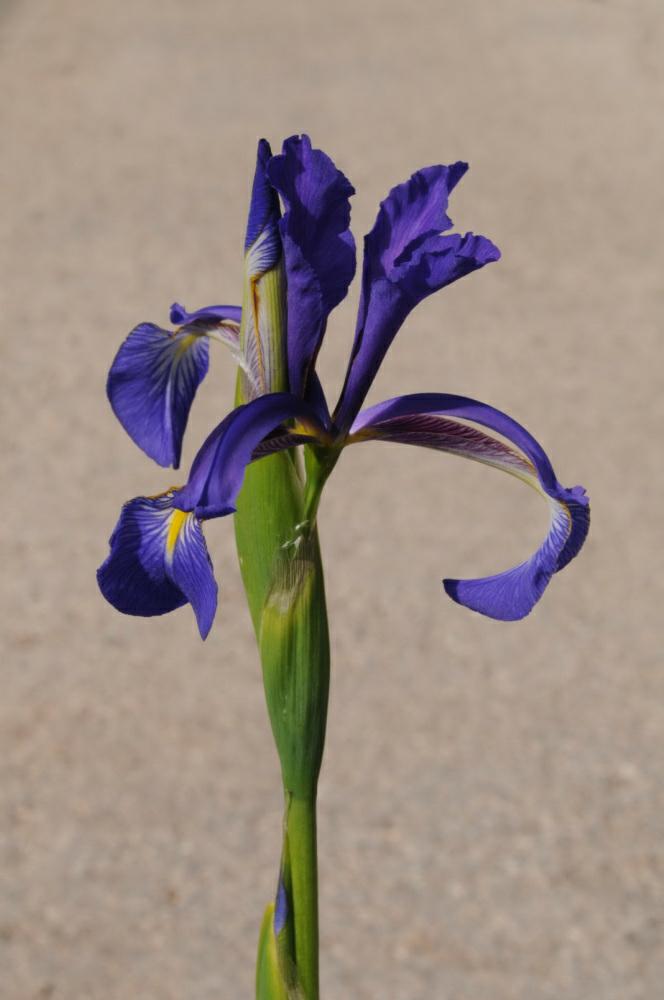 Iris spuria - Spuria Iris, איריס מדומה, איריס מדומה