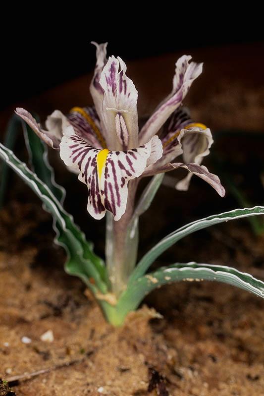 Iris edomensis - Edomite Iris, איריס אדומי, איריס אדומי
