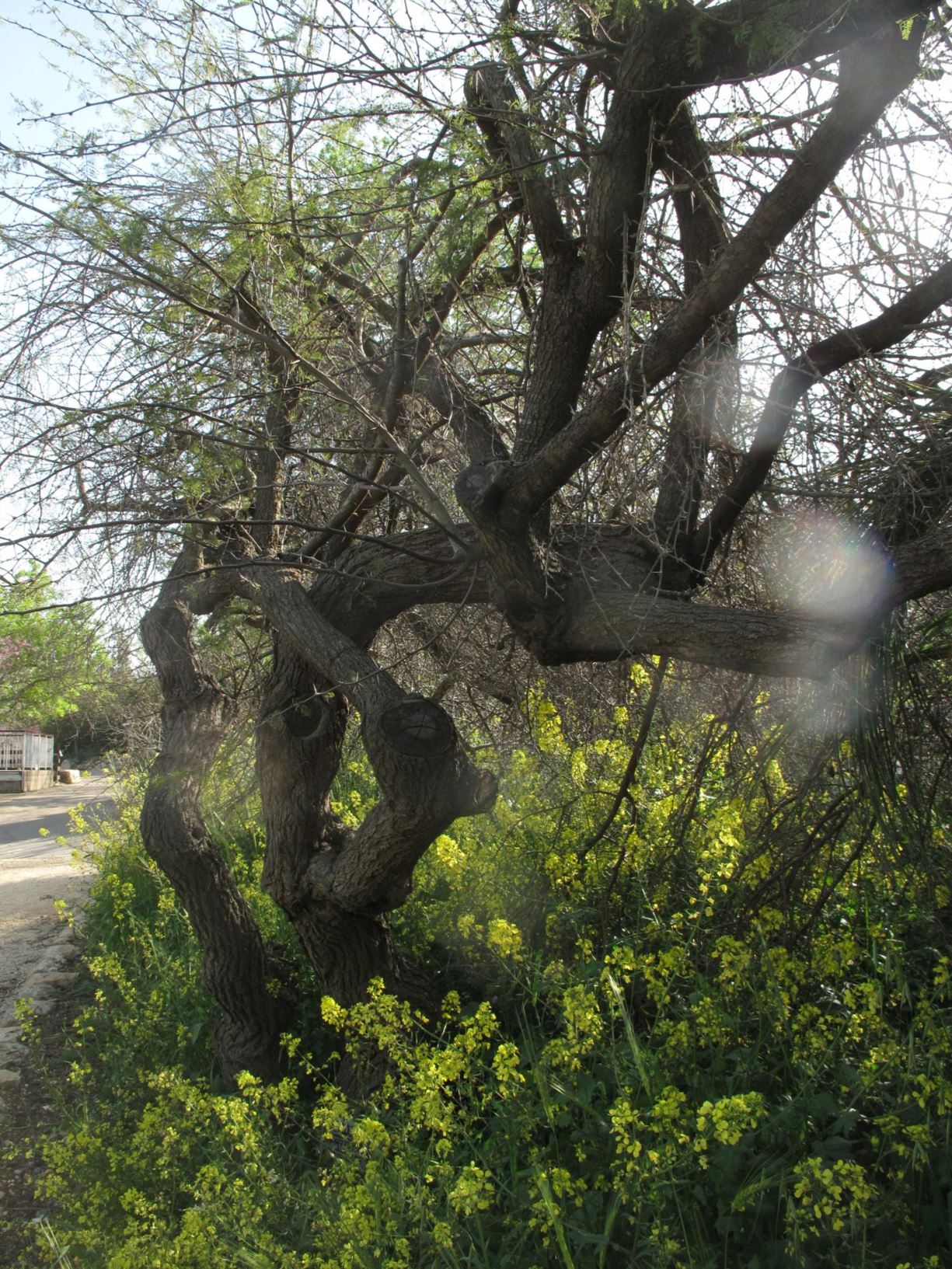 Vachellia farnesiana - Mimosa Bush, Sweet Acacia, Sweet Wattle, שיטת המשוכות, שיטת המשוכות
