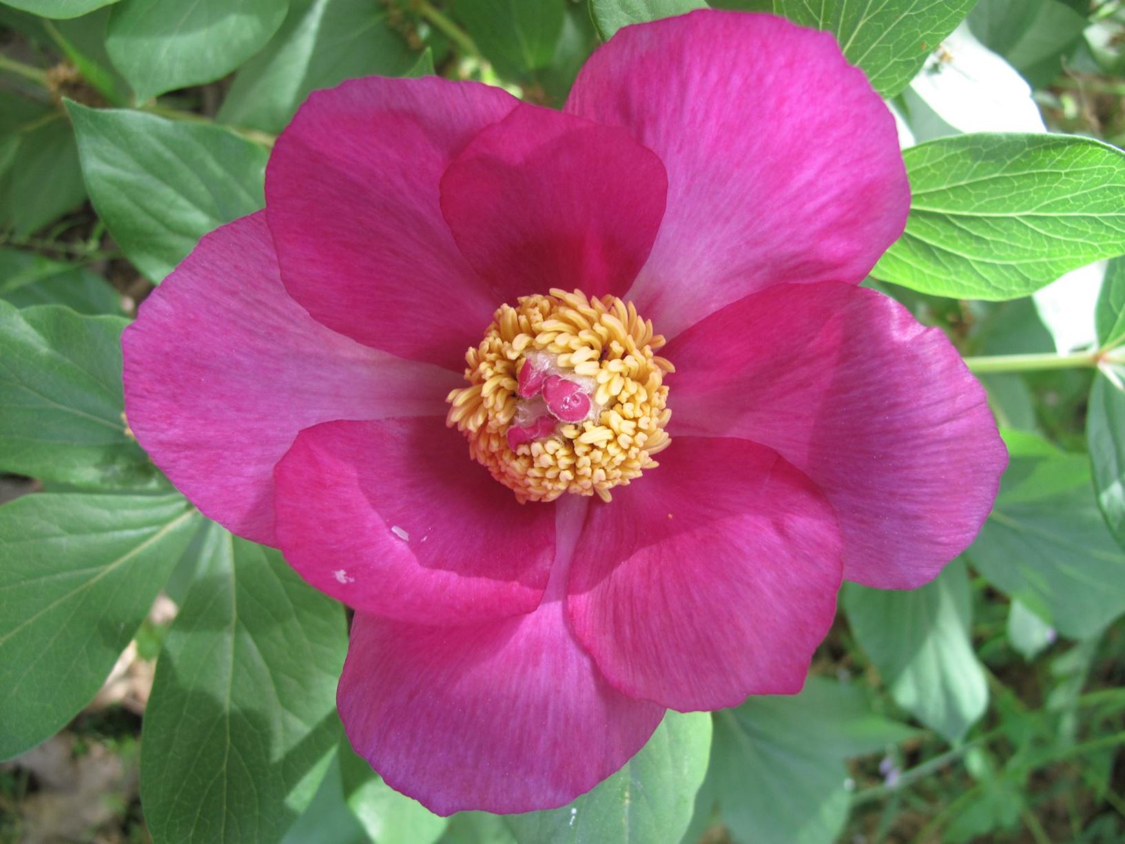 Paeonia mascula - Wild Peony, Coral Peony, Male Peony, Balkan Peony