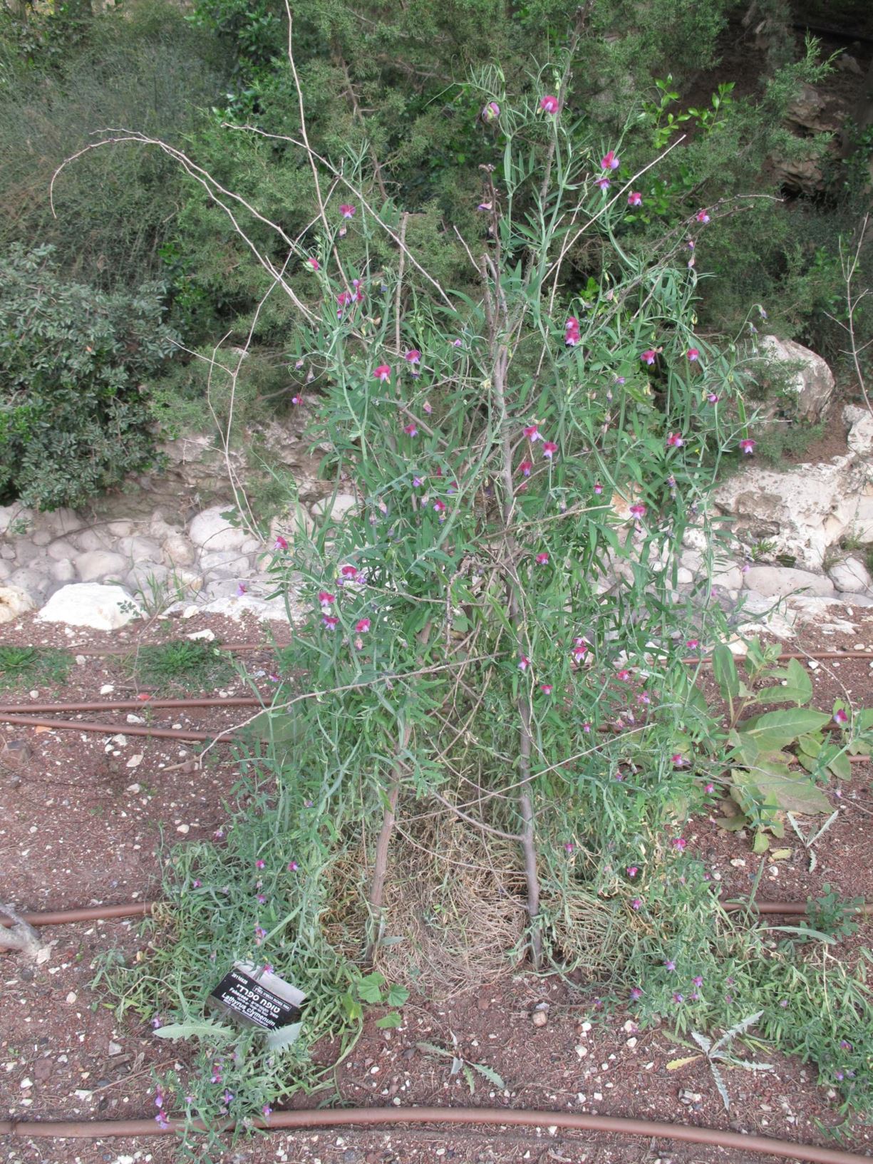 Lathyrus clymenum - Spanish Vetchling Crimson Pea, טופח ספרדי, טופח ספרדי, טופח רב-עלעלים