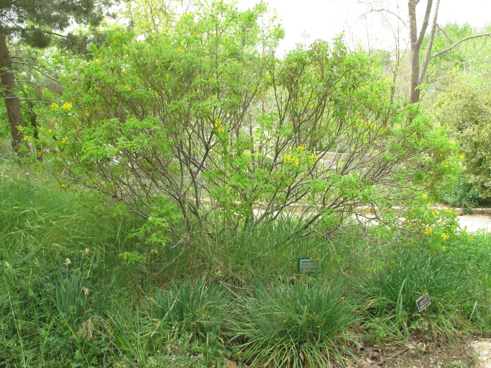 Laburnum anagyroides - Common Laburnum, Golden Chain Tree, Golden Rain Tree, לבורנום צחנני, לבורנום צחנני