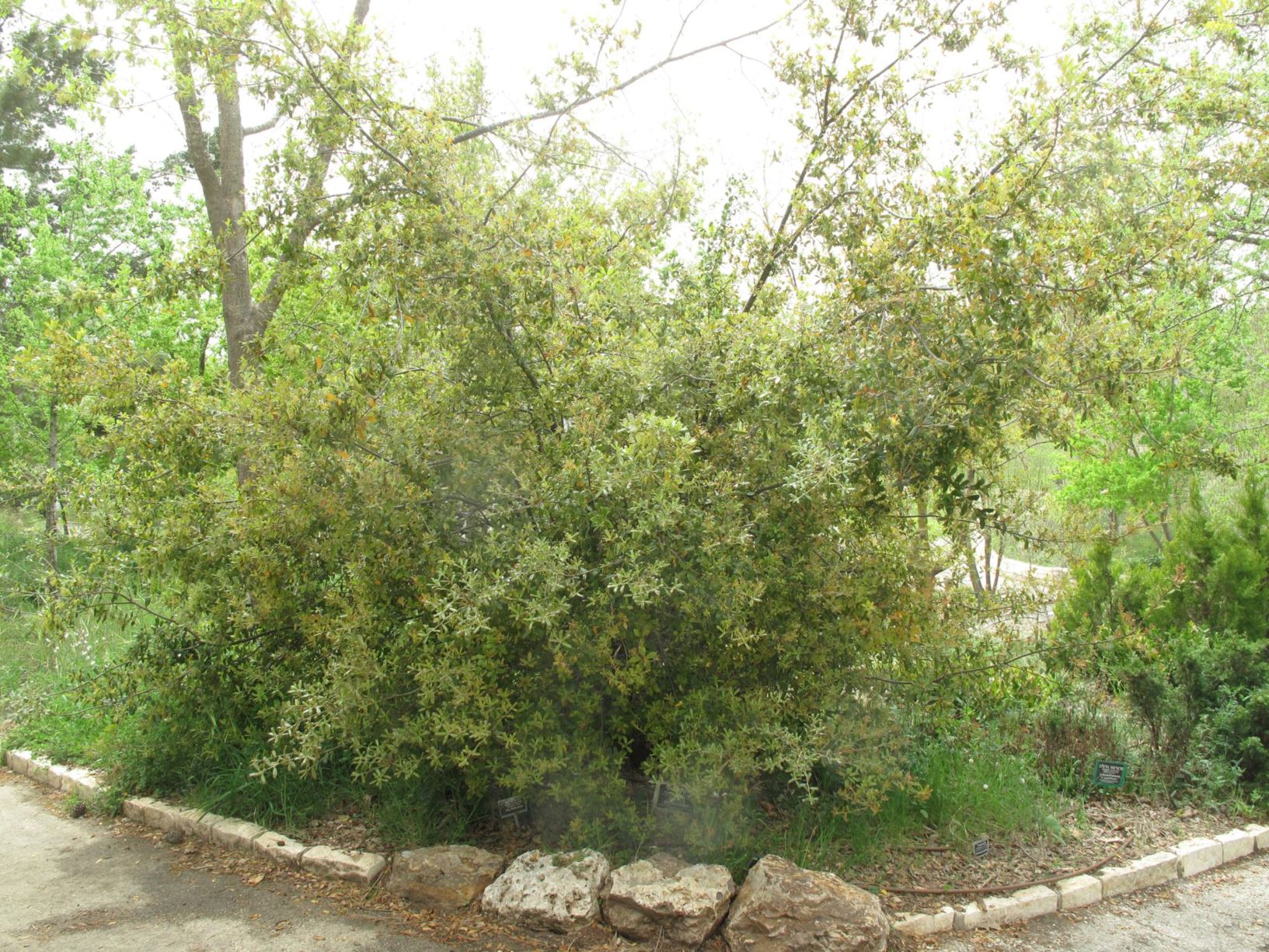 Quercus phillyreoides - Ubame Oak, אלון בר-זיתי, אלון בר-זיתי