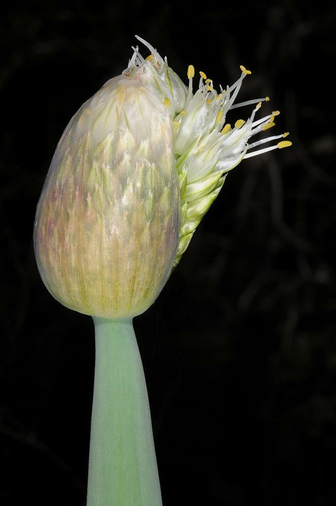 Allium fistulosum - Welsh Onion, Japanese Bunching Onion, שום נבוב, שום נבוב