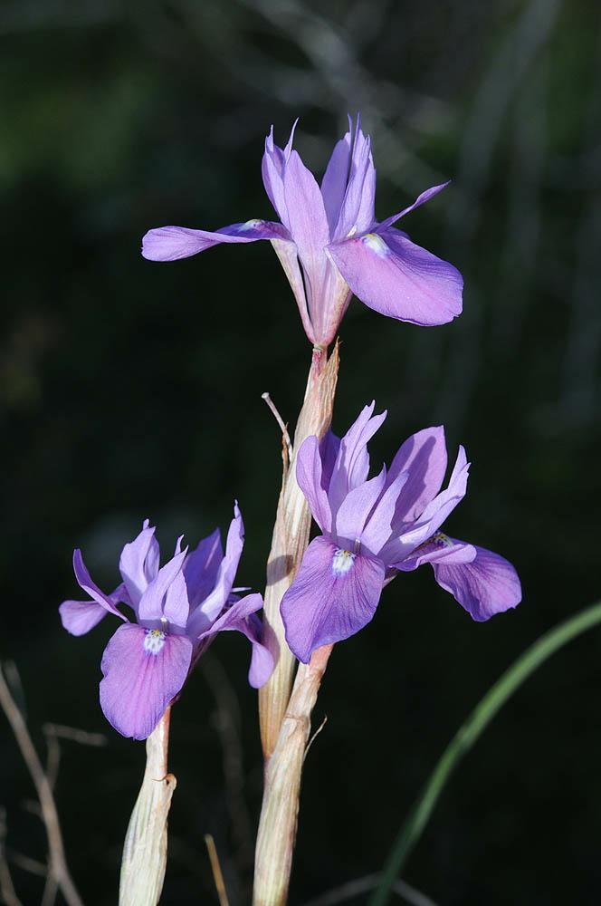 Moraea setifolia - Thread Iris , צהרון זיפני, מוריאה (צהרון) זיפני, צהרון זיפני