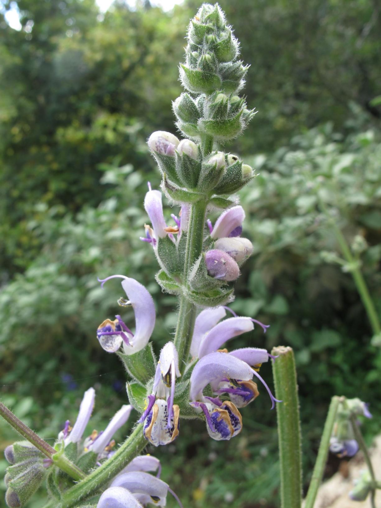 Salvia indica Indian Sage, Largeflowered Sage, Blue Sage, מרווה