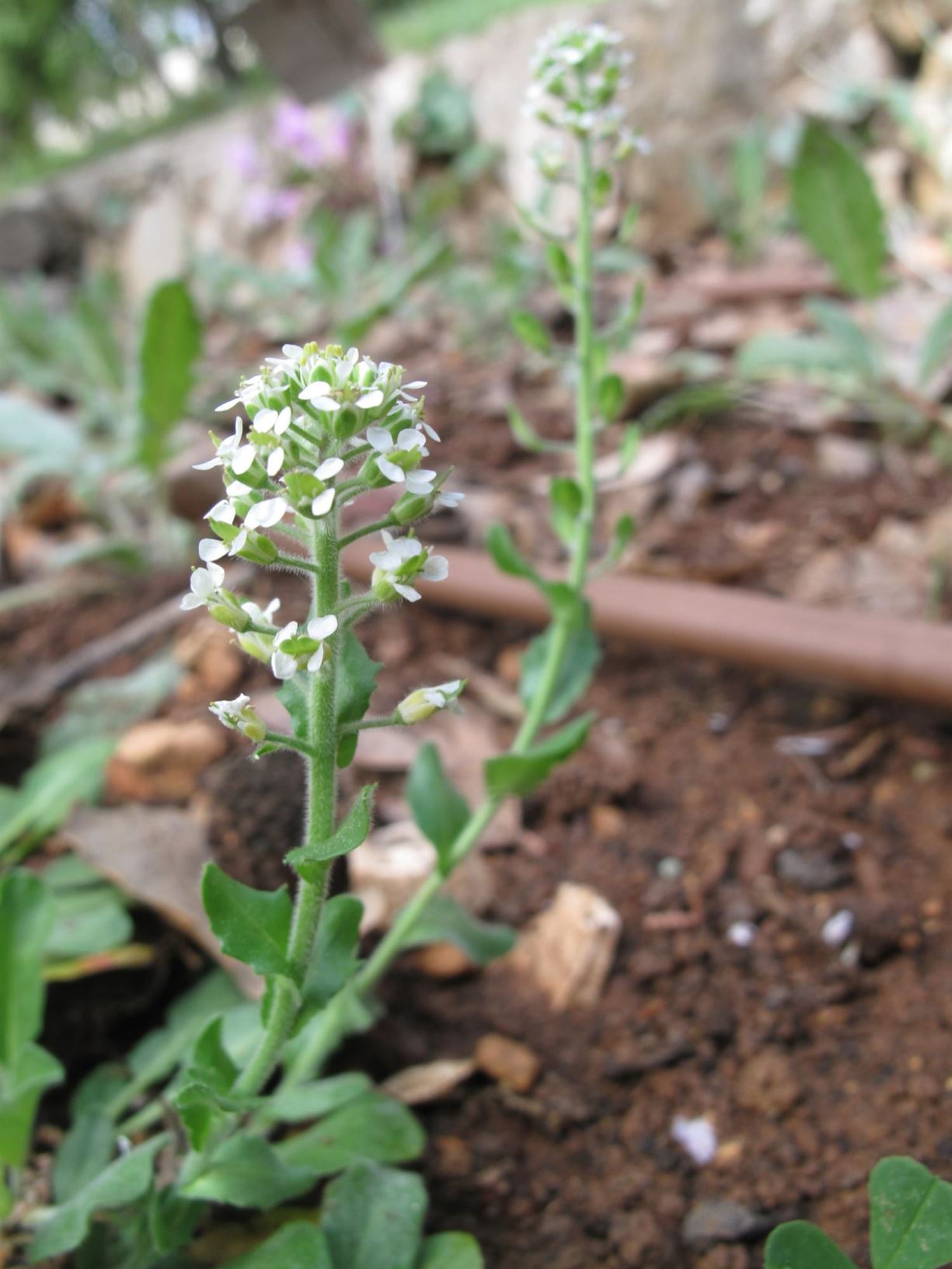 Lepidium hirtum - Mediterranean Pepperweed, Shaggy pepperwort, שחליים שעירים, שחליים שעירים