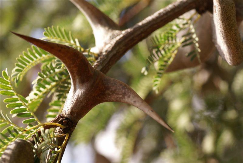Acacia erioloba - Camel Thorn, שיטה שעירת-תרמיל, שיטה שעירת-תרמיל