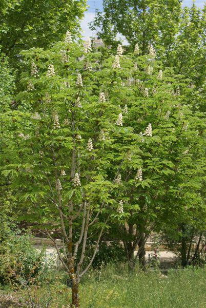 Aesculus hippocastanum - Common Horsechesnut, ערמונית הסוסים, ערמונית הסוסים